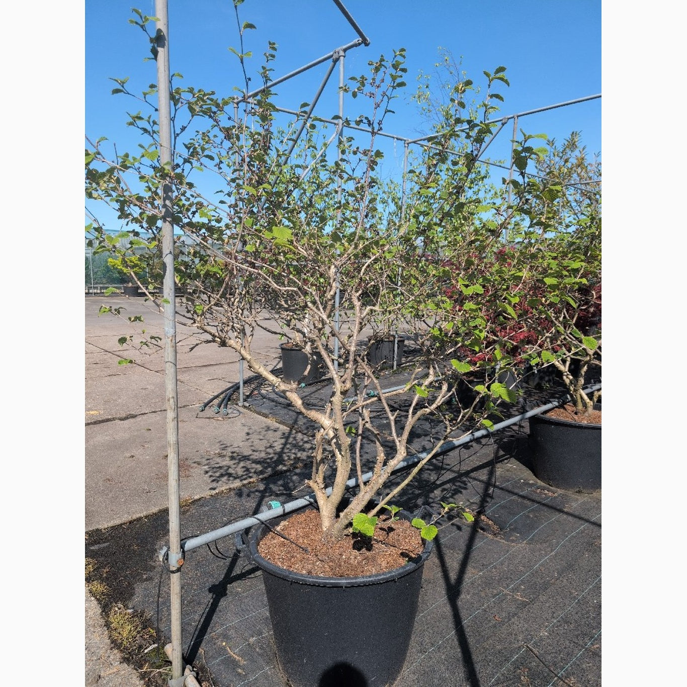 Trollhassel – Hamamelis intermedia 'Diane' - C110 150-175 CM